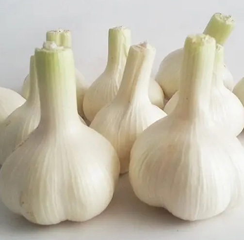 History of Garlic Planting in Cangshan